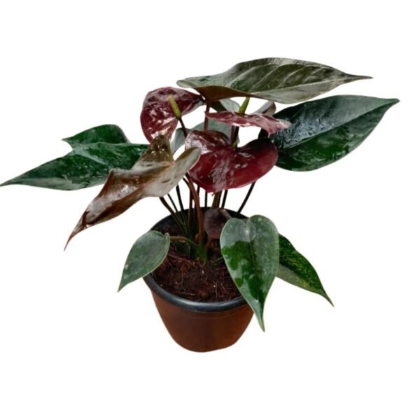 Anthurium (Black) Plant