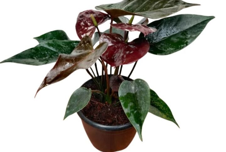 Anthurium Black Plant