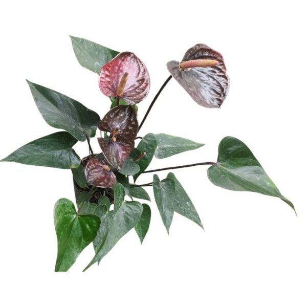 Anthurium (Black) Plant