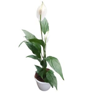 Peace Lily, Spathiphyllum Plant