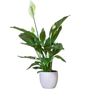 Peace lily