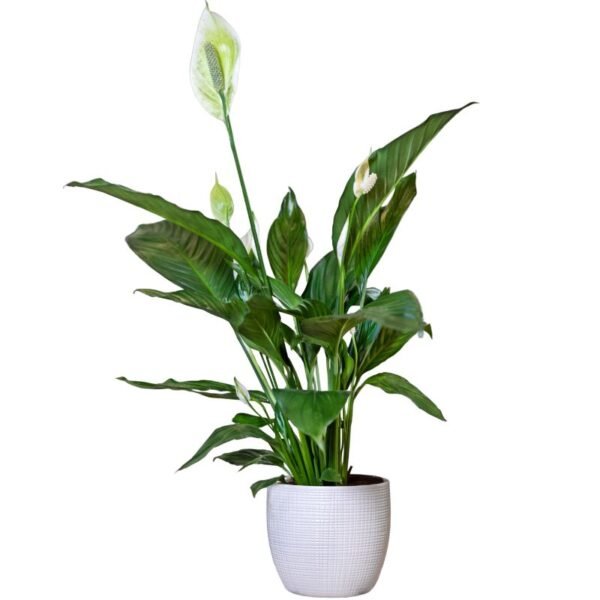 Peace Lily (Spathiphyllum) Green – Plant