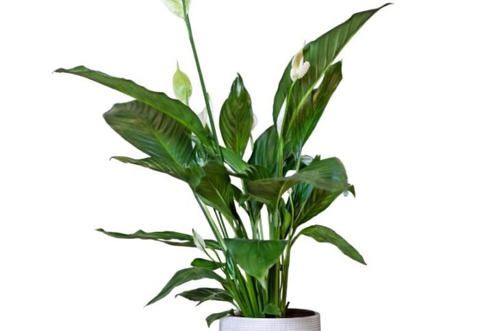 Peace lily