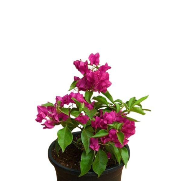 Bougainvillea (Pink) Plant