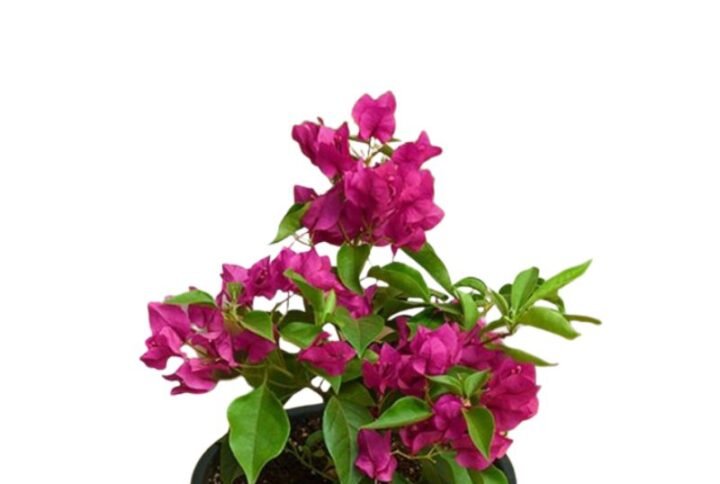 Bougainvillea (Pink) Plant