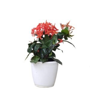 Ixora (Red) Plant