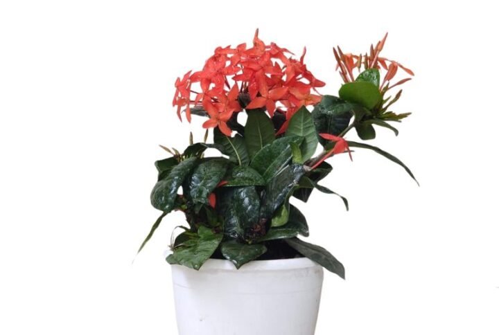 Ixora (Red) Plant