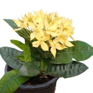 Ixora (Yellow) Plant