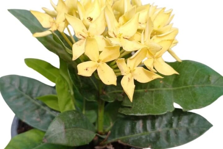 Ixora (Yellow) Plant