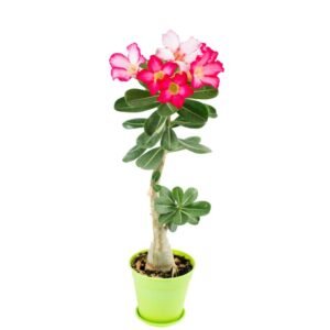 Adenium Plant