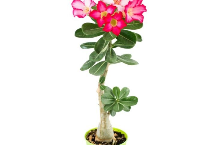 Adenium Plant
