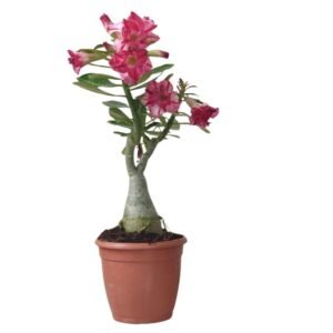 Adenium Plant