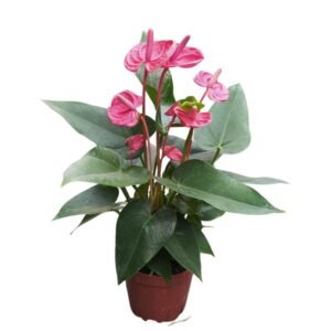 Anthurium Red Flowering Plant