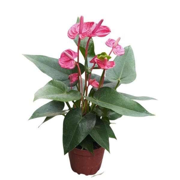 Anthurium Red Plant -Small Flower