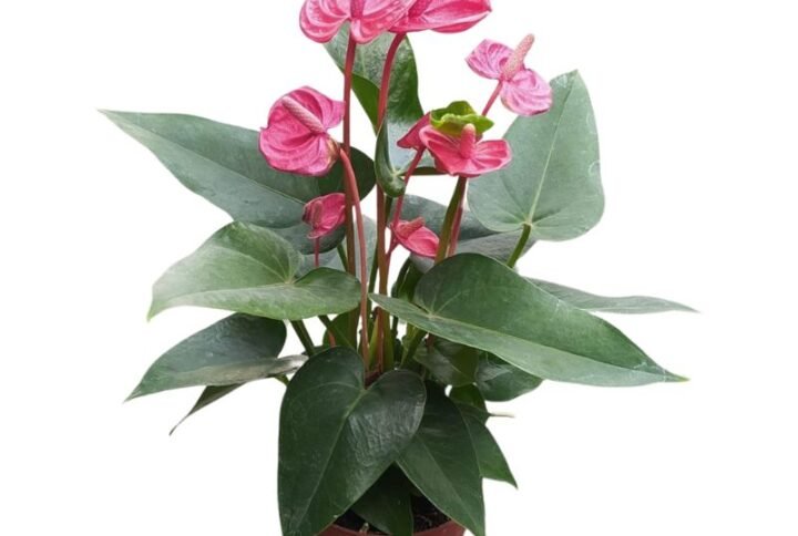 Anthurium Red Flowering Plant