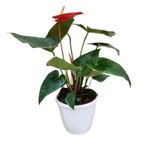 Anthurium Red Plant