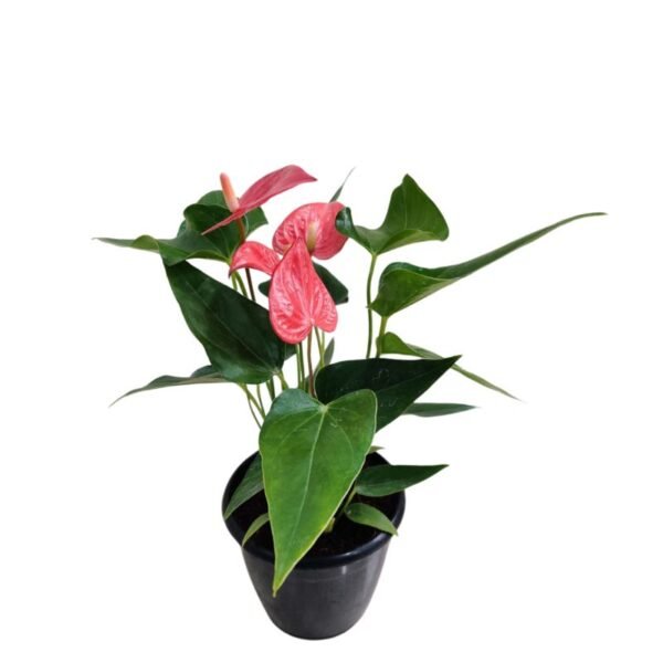 Anthurium (Red) Plant