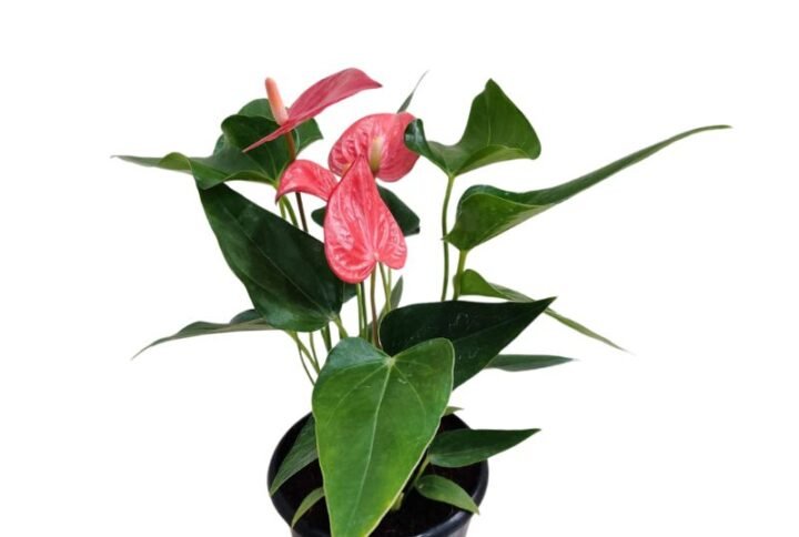 Anthurium (Red) Plant
