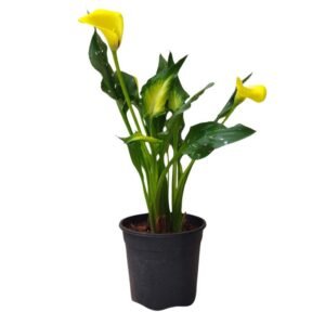 Calla Lily Flower Plant