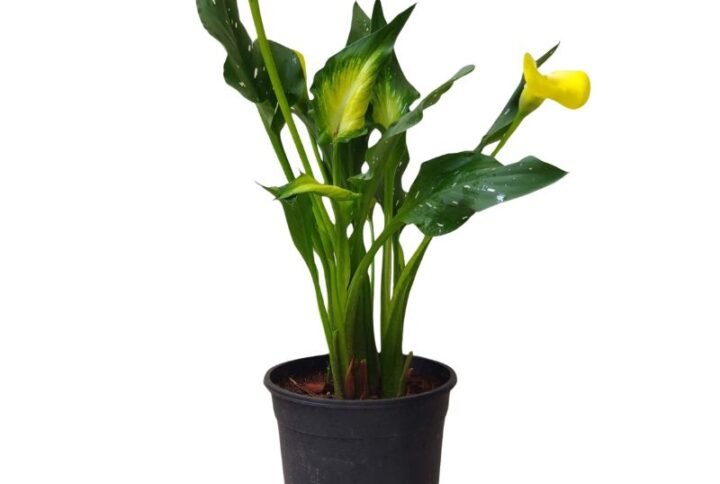 Calla Lily Flower Plant