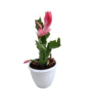 Christmas Cactus Pink