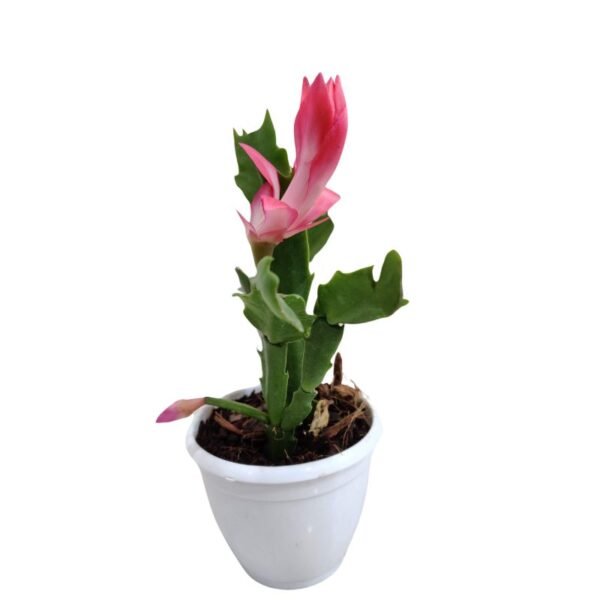 Christmas Cactus (Pink), Schlumbergera – Succulent Plant