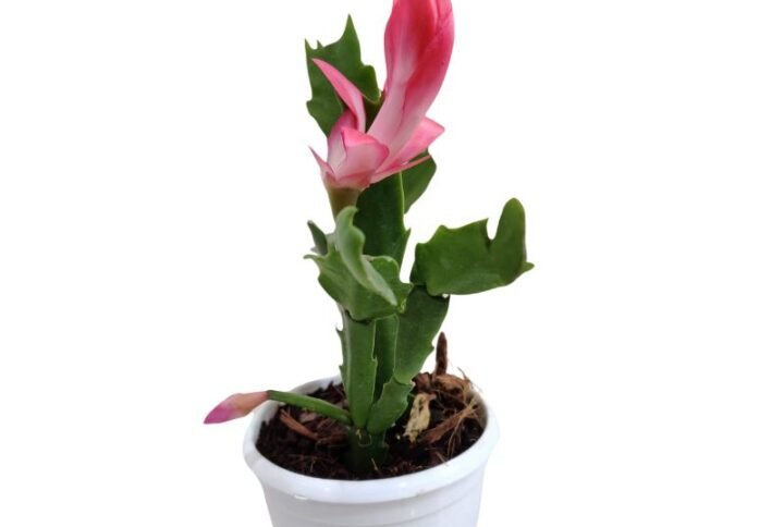 Christmas Cactus Pink