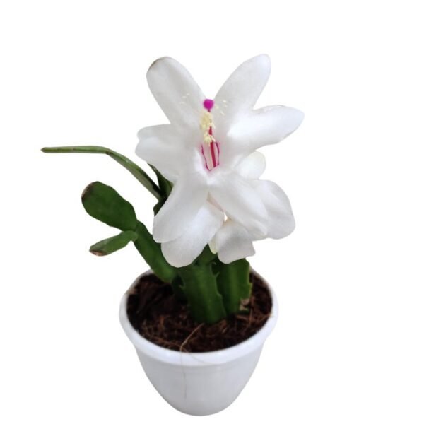 Christmas Cactus (White), Schlumbergera – Succulent Plant