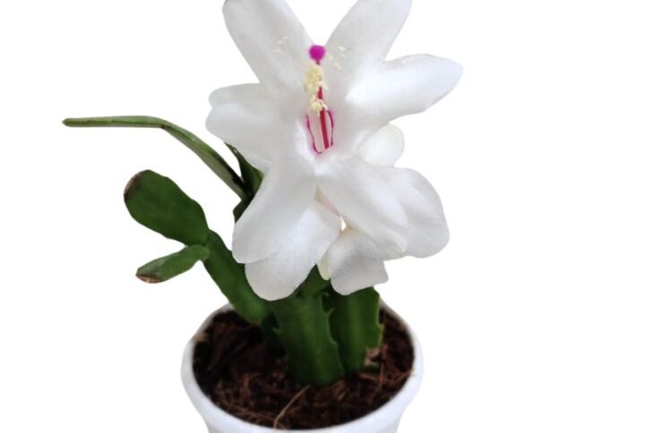 Christmas Cactus White