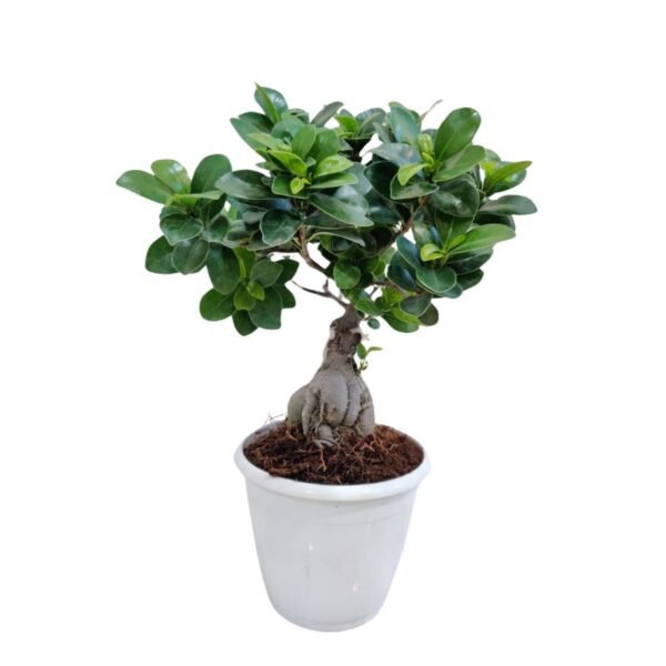 Ficus Bonsai Plant