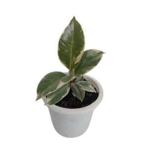 Ficus Elastica Tineke - Rubber Plant