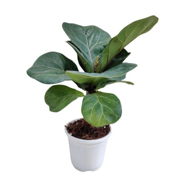 Ficus Lyrata Plant