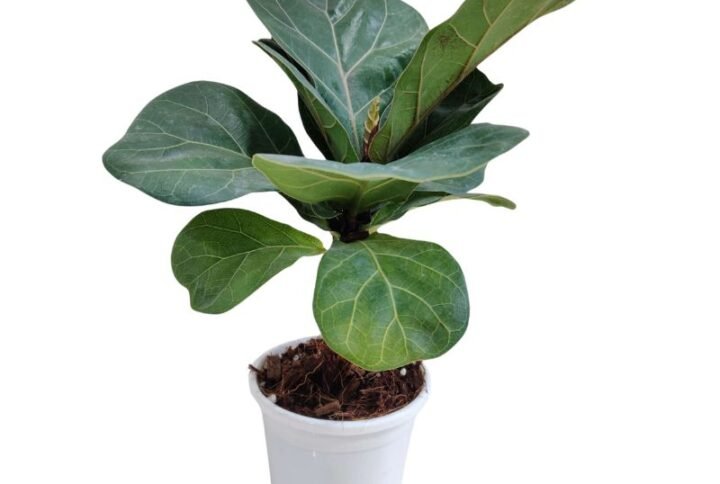 Ficus Lyrata Plant