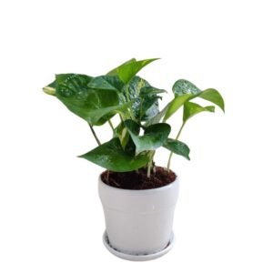 Green Money Plant