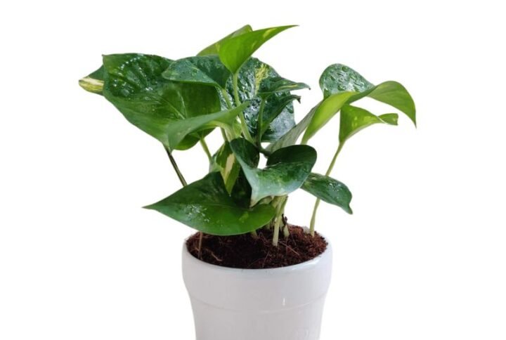 Green Money Plant