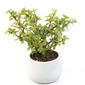 Jade Plant