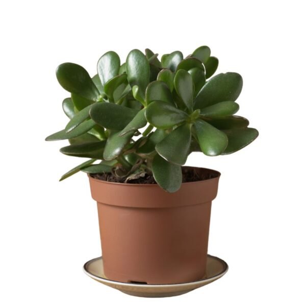 Jade Plant – Small