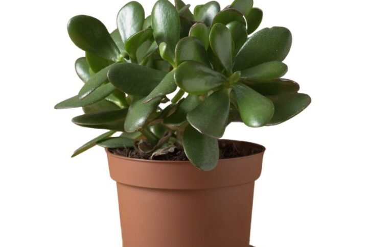 Jade plant