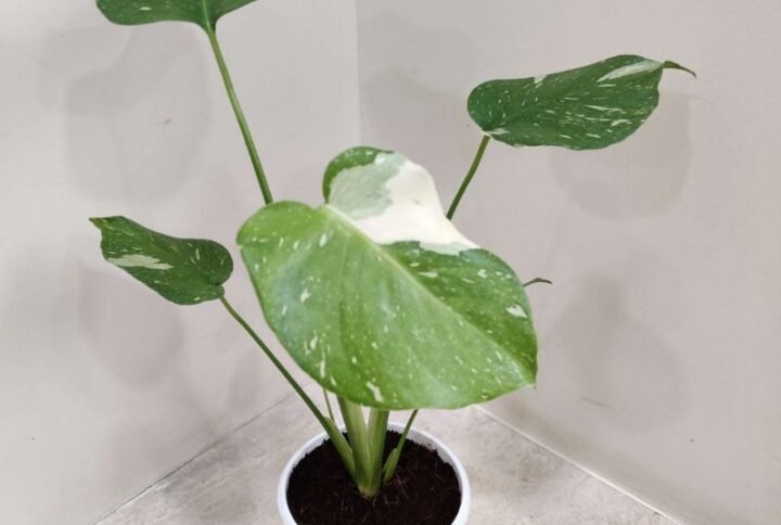 Monstera Verigated