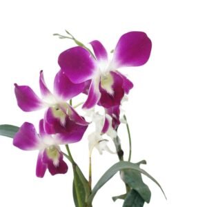 Phalaenopsis Orchid