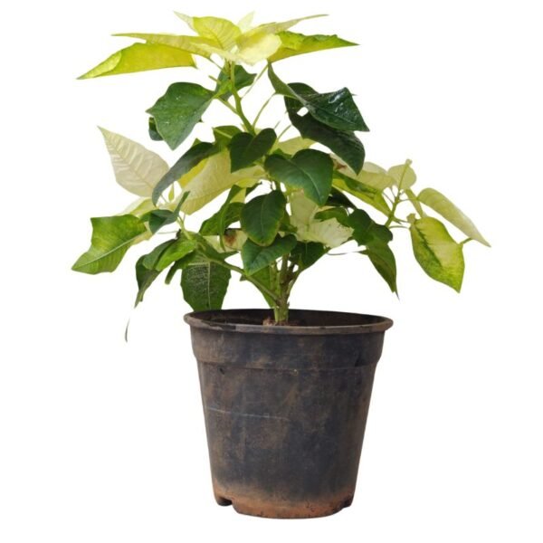 Poinsettia Plant