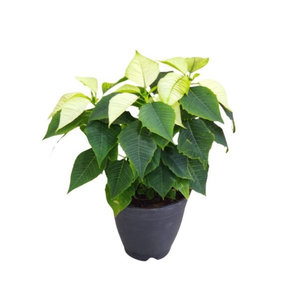 Poinsettia Plant