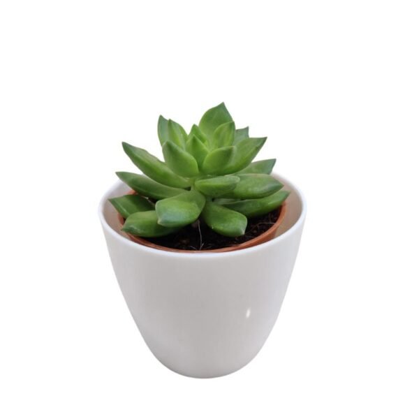 Succulent Plant – Small