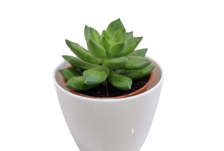 Succulent Plant - Small