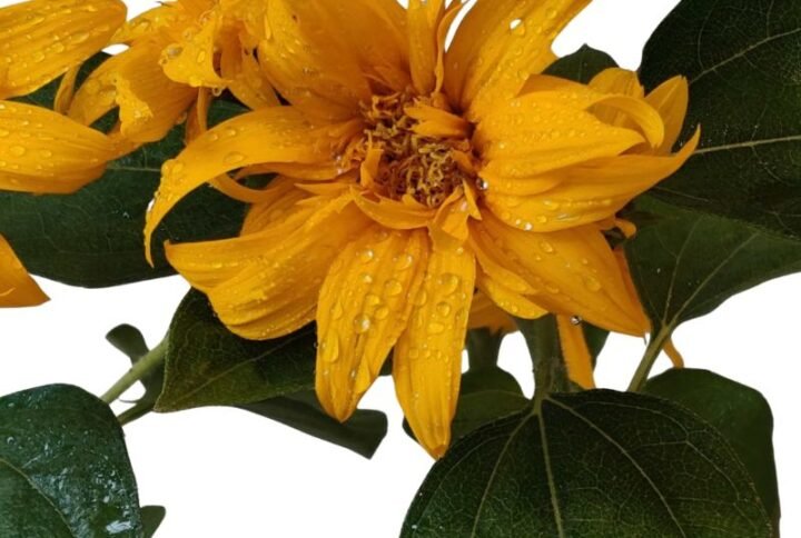 Sunflower Plant