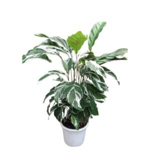 Calathea