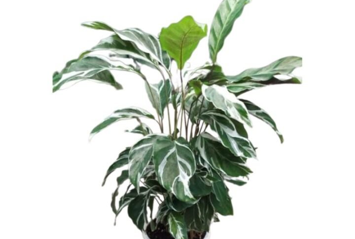 Calathea