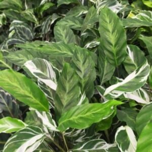 Calathea White Fusion