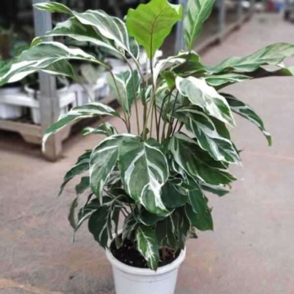 Calathea White Fusion