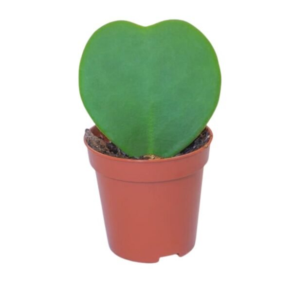 Hoya Heart Plant